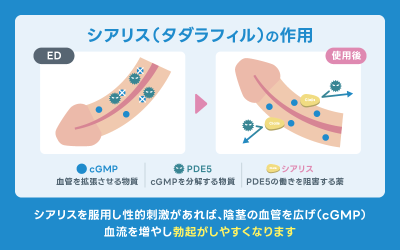 シアリス タダラフィル 作用機序